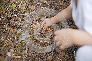 Hands of child picking up small chanterelle mushrooms in the forest