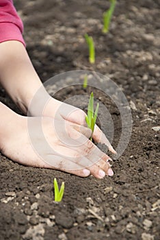Hands of the child to protect young plants