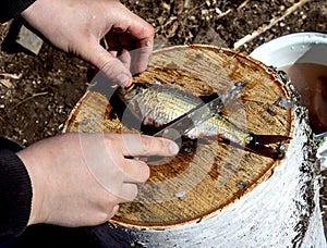 Hands clean with a knife, caught river fish on a stump. The fisherman cleans the fish. A small fish lies on a birch stump. Fishing