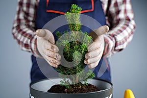 Hands close-up of male gardener in uniform and gloves transplants house plant of genus of coniferous evergreen trees into new pot