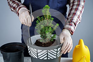 Hands close-up of male gardener in uniform and gloves transplants house plant of genus of coniferous evergreen trees into new pot