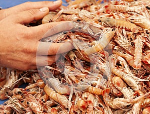 Hands close-up picking up prawns in market