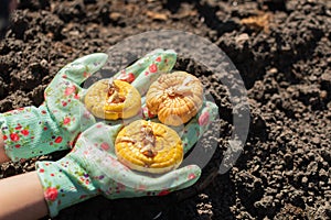 Hands in clourful gloves with gladiolus bulbs ready to planting. photo