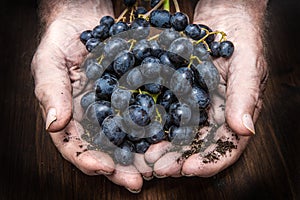 Hands with cluster of black grapes, farming