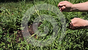 Hands collect rucola