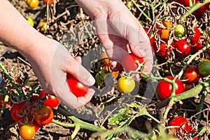 Hands that collect tomatoes