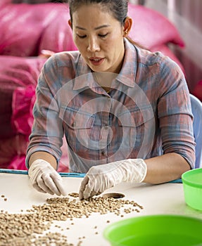 Hands collecting the Arabica or Robusta an organic coffee berries beans bad out