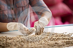 Hands collecting the Arabica or Robusta an organic coffee berries beans bad out