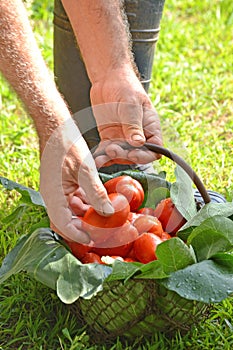 Hands collecting tomato crop