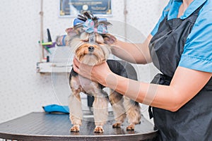 Hands combing yorkshire terrier. Groomer working, cute little dog.