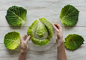 Hands cook cut Savoy cabbage. Top view.