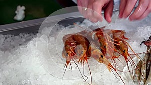 Hands of the cook superimpose fresh shrimp on ice in a seafood restaurant.