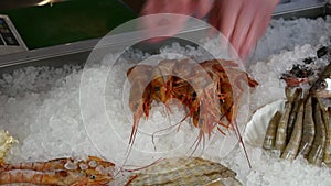 Hands of the cook superimpose fresh shrimp on ice in a seafood restaurant.