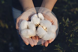 In the hands of the cotton grower harvested cotton