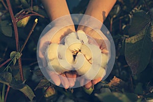 In the hands of the cotton grower harvested cotton