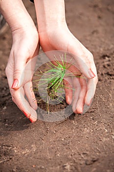 Hands covering sprout of new tree in soil