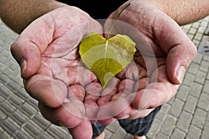 Hands Cupping Heart-shaped Leaf