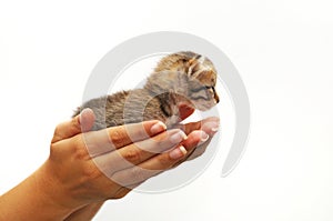 Hands cupping small kitten