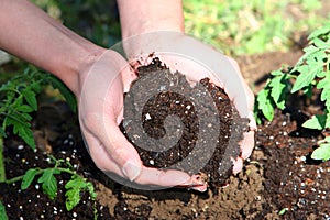 Hands Cupping Soil photo