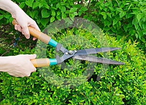 Hands are cut bush with clippers