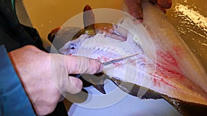 Hands cut fresh cod fish, remove and check livers. Hands control viscera and separation of fillets from bones. Hands cut fins, gil