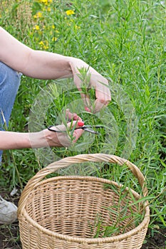 Hands cut tarragon