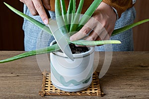 Hands cutting aloe vera leaf