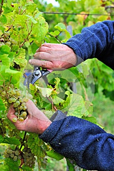 Hands cutting bunch of grapes