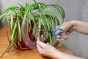Hands cutting off withered leaf tips with scissors. Shriveled plant, flower Chlorophytum.