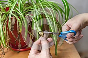 Hands cutting off withered leaf tips with scissors. Shriveled plant, flower Chlorophytum. photo