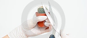 Hands cutting thorn of cactus