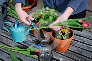 Hands cutting tulips on the table with garden tools