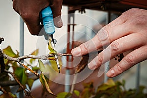 Hands cutting twigs with blue shears