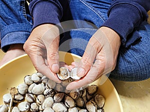 hands de-shelling boiled cockles for korean food