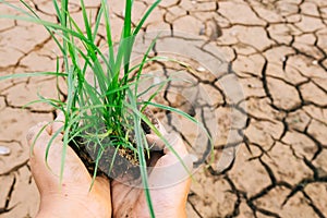 Hands defending green grass sprout