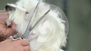 Hands of dog groomer, maltese.