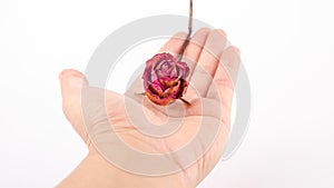 hands with dried red rose on a white background