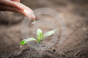 The hands are dripping water to the small seedlings, plant a tree, reduce global warming, World Environment Day