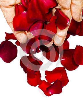 Hands dropping rose petals photo