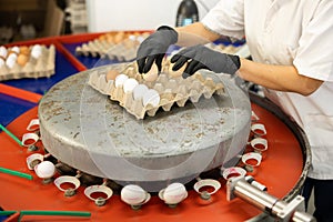 hands in the egg sorting shop