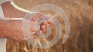 The hands of an elderly farmer hold a spike of wheat, how much the quality of grains and harvest