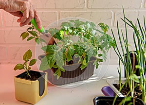 hands of an elderly woman hold seedlings of tomatoes grown at home