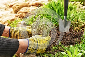 Hands of an elderly woman plant seedlings of lavender in the garden.