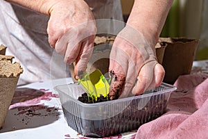 Hands of elderly woman in process of transplanting pepper seedlings in peat pots