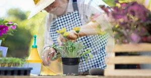 Hands of elderly woman taking care of the plants in her garden. Senior woman gardening