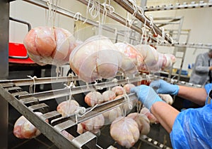 hands of an employee of a meat processing plant prepare meat delicacies from pork suspended on a rack for further