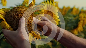 Hands examining sunflower seeds quality closeup. Farmer check flower plantation