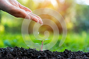 Hands of a farmer dropping water in the young green plants at nature park for reduce global warming earth.