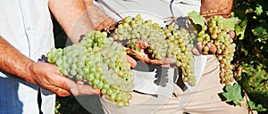 Hands of farmer with fresh green grapes