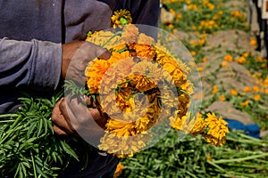 hands of farmer growing cempasuchil (tagete) flowers photo